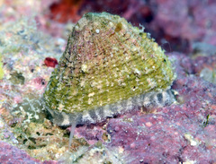 Diodora