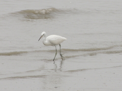 Egretta eulophotes