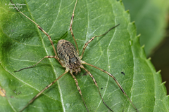 Oligolophus tridens
