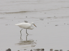 Egretta eulophotes
