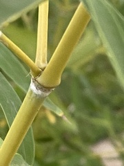 Phyllostachys aurea