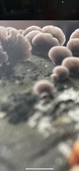 Resupinatus alboniger