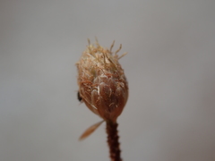 Fimbristylis polytrichoides