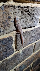 Christinus marmoratus