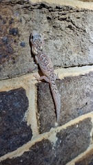Christinus marmoratus