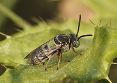 Epeolus emiliae