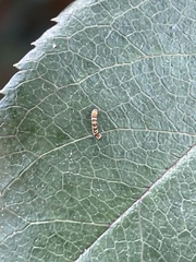 Porphyrosela minuta