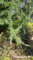 Larix laricina