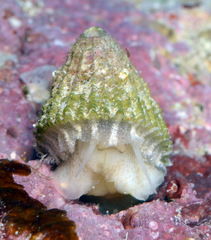 Diodora