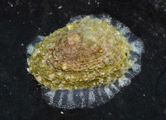 Diodora