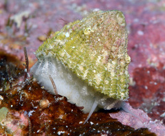 Diodora