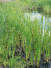 Typha capensis