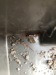 Lithobius forficatus