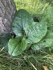 Smilax ecirrhata