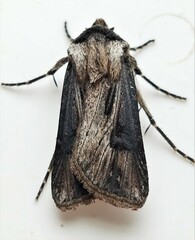 Agrotis venerabilis