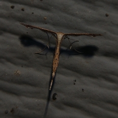 Pterophoridae