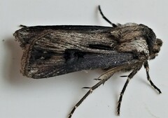 Agrotis venerabilis