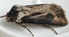 Agrotis venerabilis