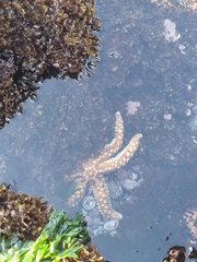 Meyenaster gelatinosus