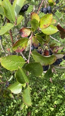 Aronia