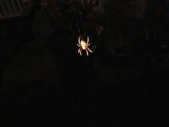 Araneidae