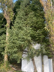 Picea glauca