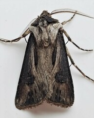 Agrotis venerabilis