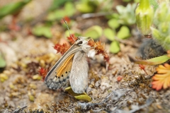 Pseudolucia chilensis