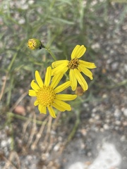 Senecio inaequidens