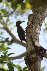 Colaptes auratus chrysocaulosus