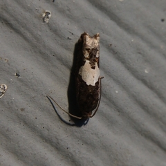 Epiblema otiosana