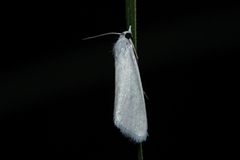 Scirpophaga