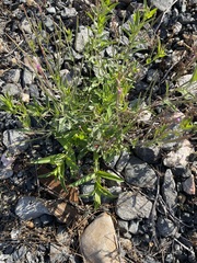 Epilobium tetragonum