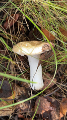 Russula cerolens