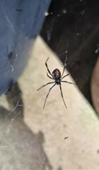 Latrodectus hasselti