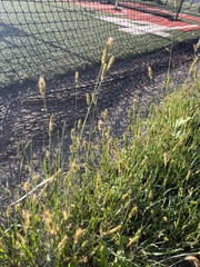 Setaria
