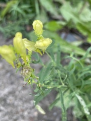 Linaria vulgaris