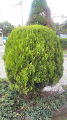 Platycladus orientalis
