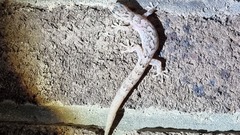 Christinus marmoratus