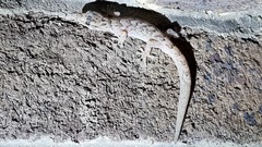 Christinus marmoratus