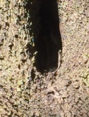 Sceloporus grammicus