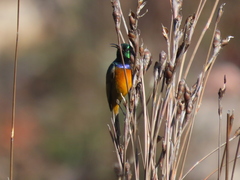 Anthobaphes violacea