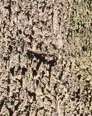 Sceloporus grammicus