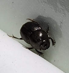 Onthophagus