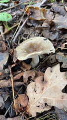 Russula cerolens