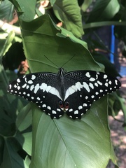 Papilio demodocus demodocus