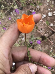 Kallstroemia grandiflora