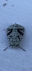 Lacinipolia