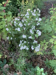 Symphyotrichum drummondii
