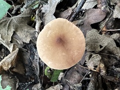 Pluteus phlebophorus